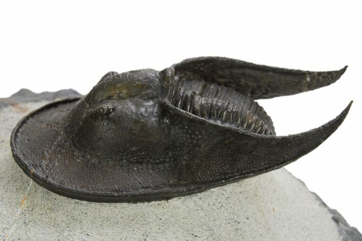 Harpid (Scotoharpes) Trilobite Fossil - Boudib, Morocco #328637